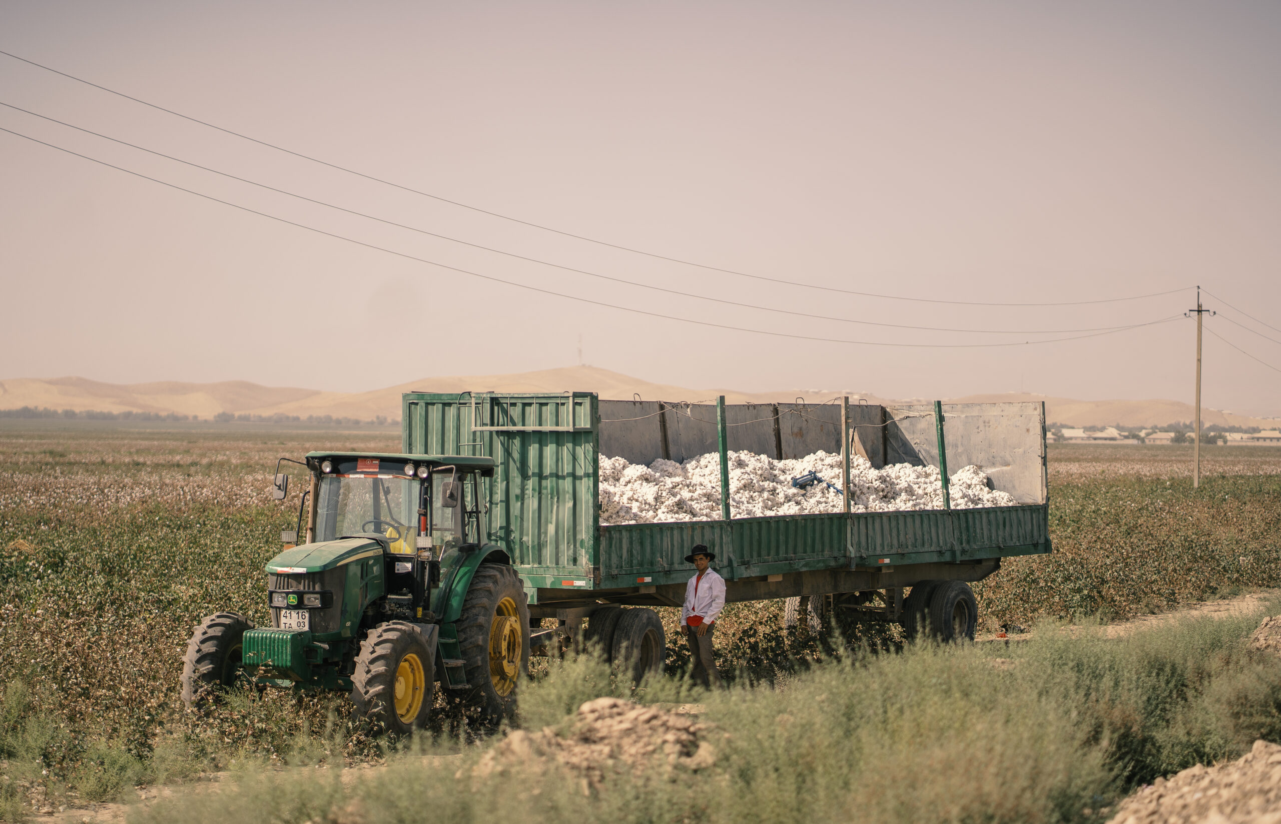 cotton field