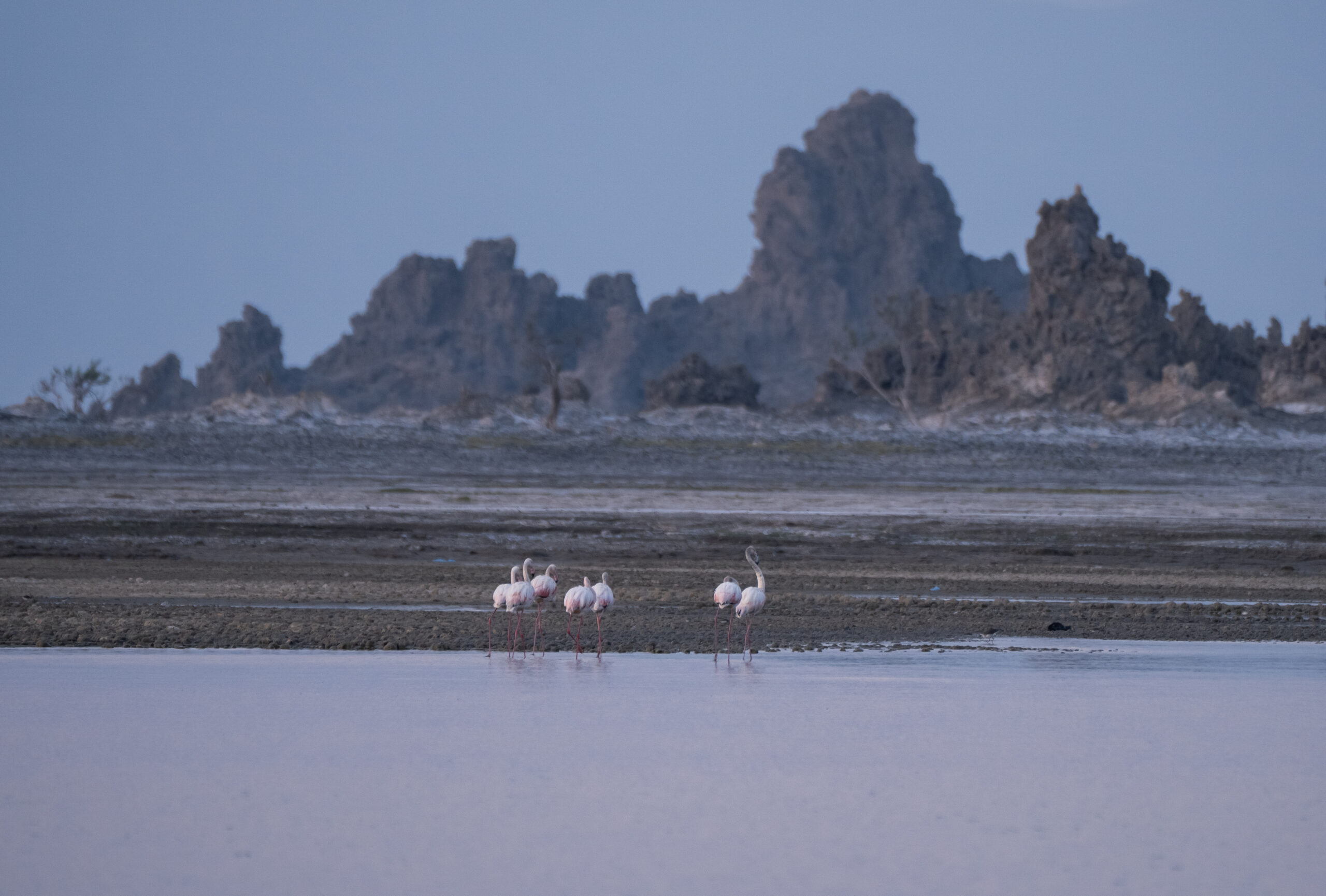 flamingos lake abbe