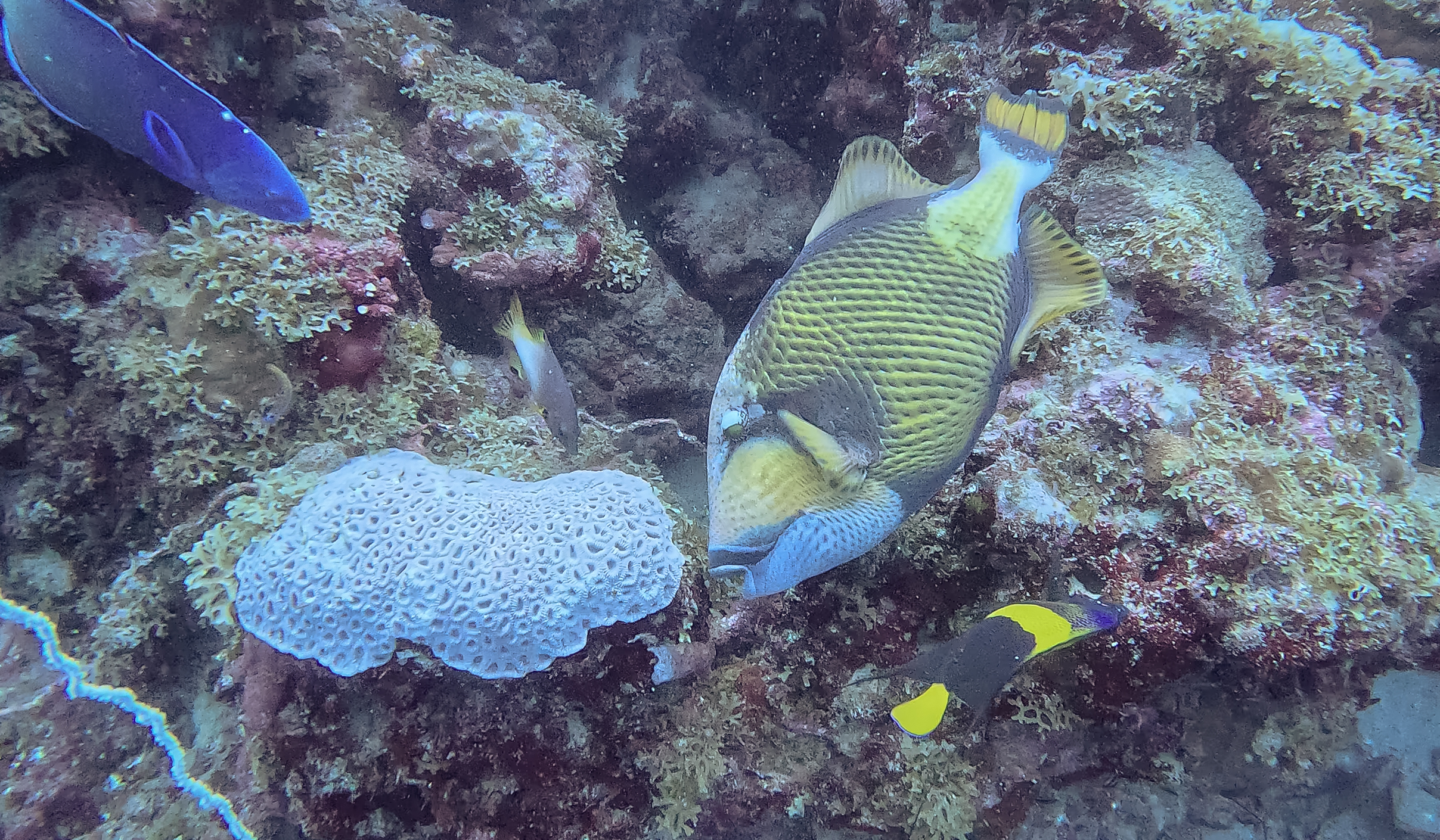 trigger fish