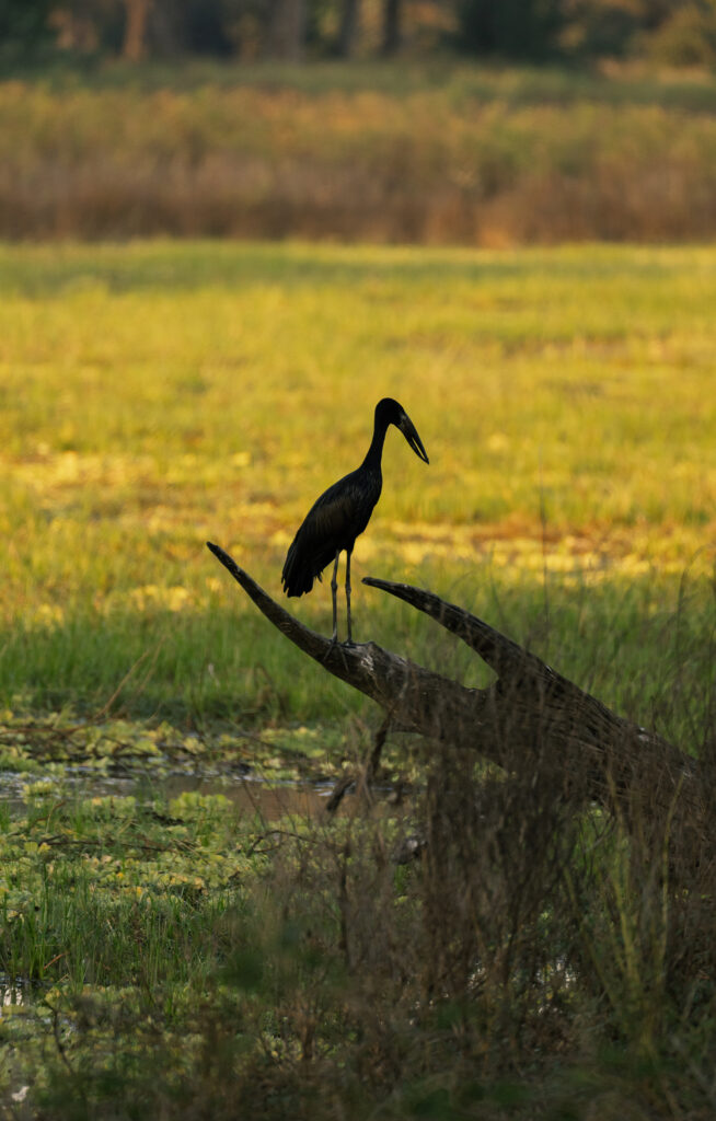 stork in south luangwa
