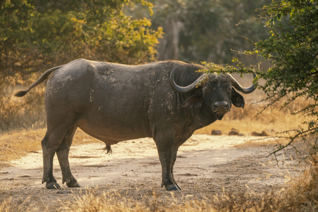 buffalo in south luangea 