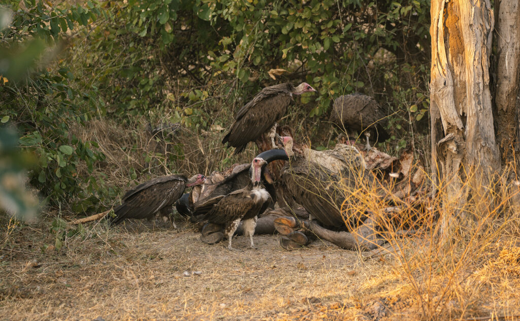 buffalo carcass eaten by eagles 