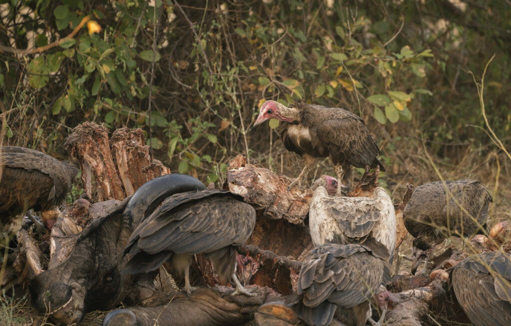 eagles eating buffalo carcass