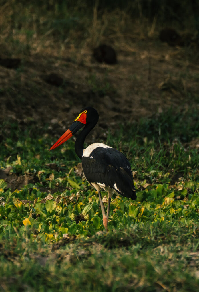 saddle billed stork in south luangwa 