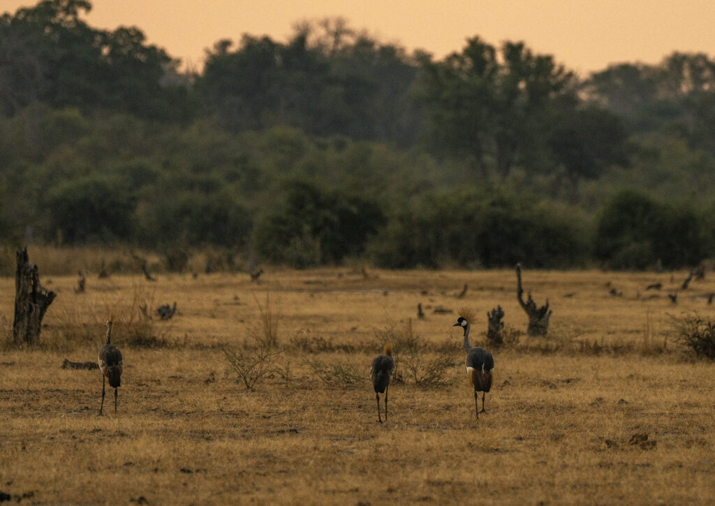 grey crowned cranes in south luangwa 