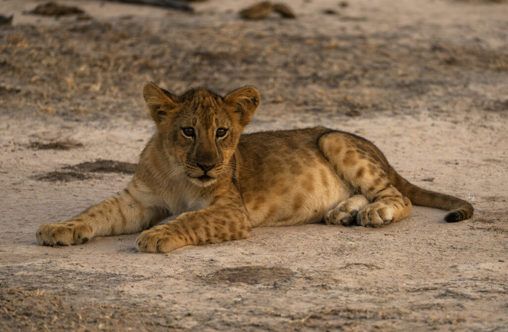 lion cub posing 