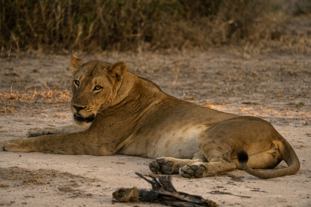 lioness resting 