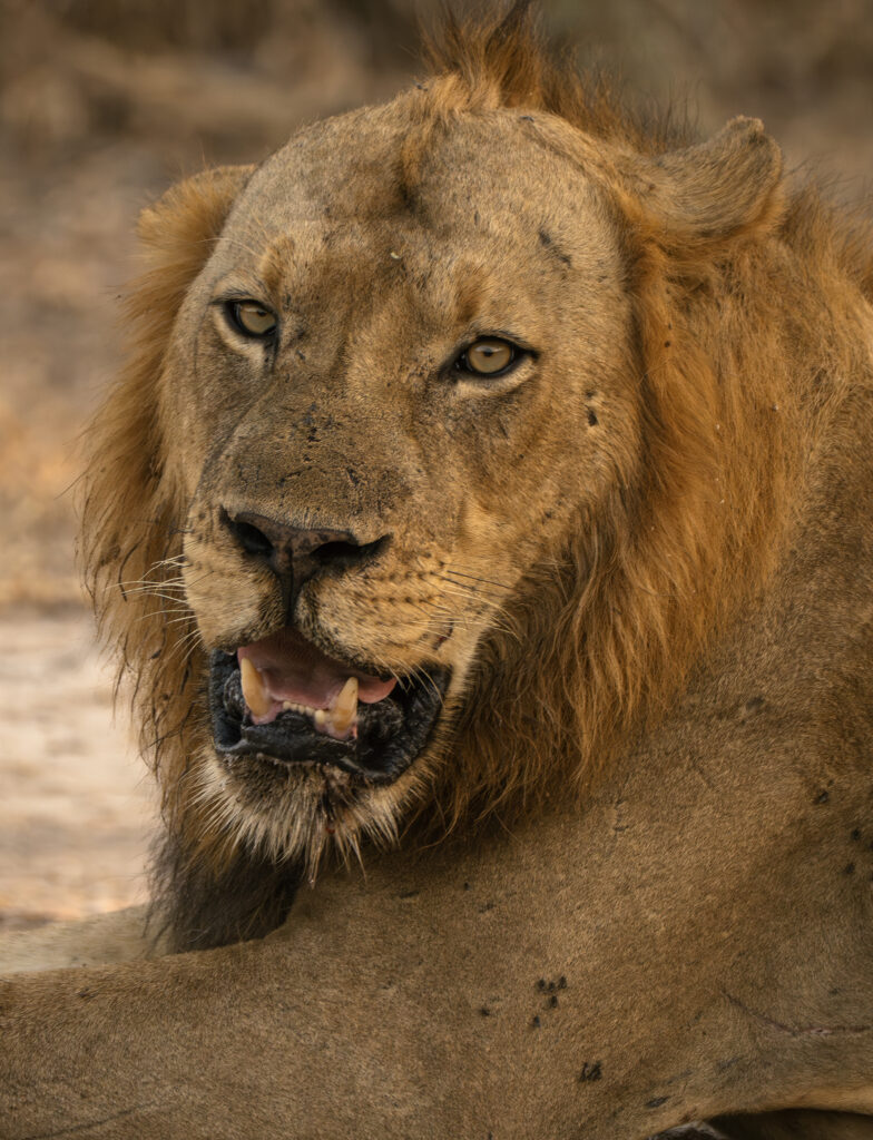 a lion portrait 