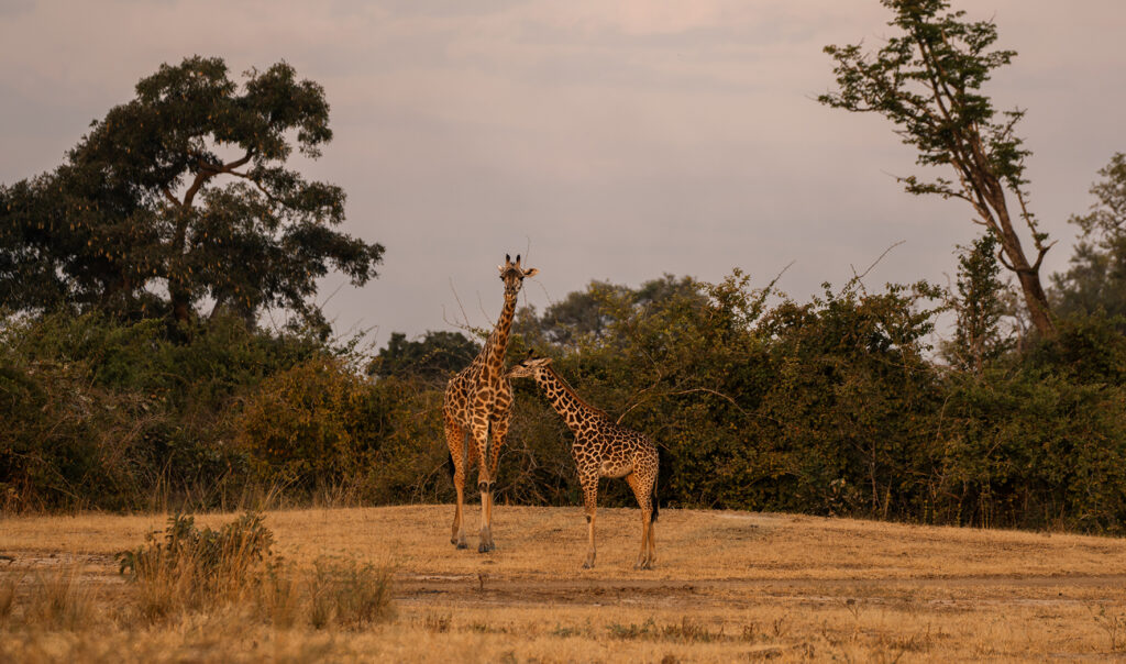 giraffes in south luangwa national park 