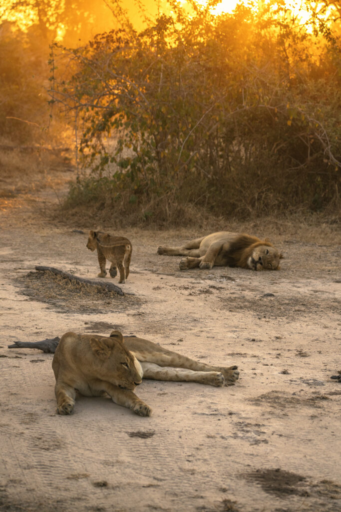 lions in the sunset 