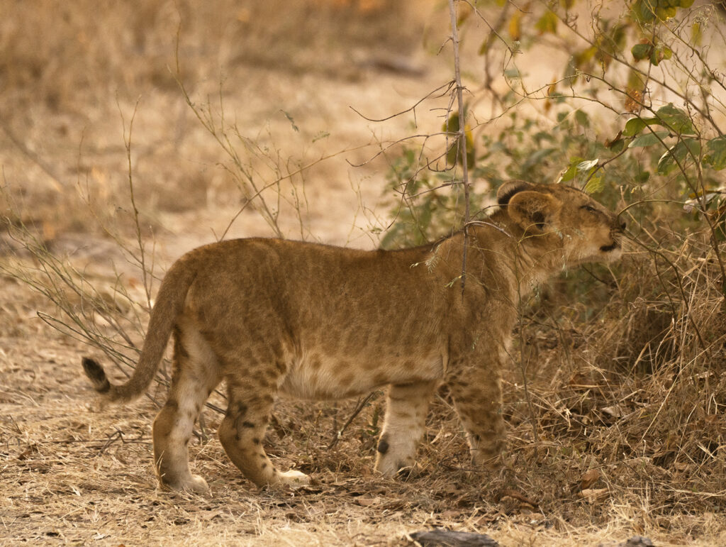 lion cub 