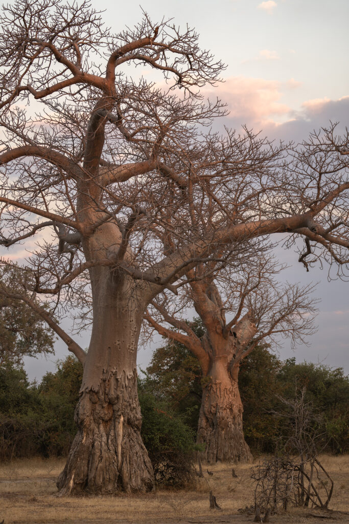 baobab trees in south luangwa 