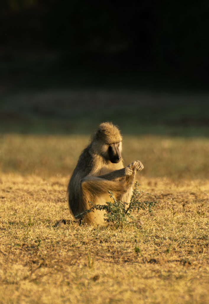baboon doing pedicure 