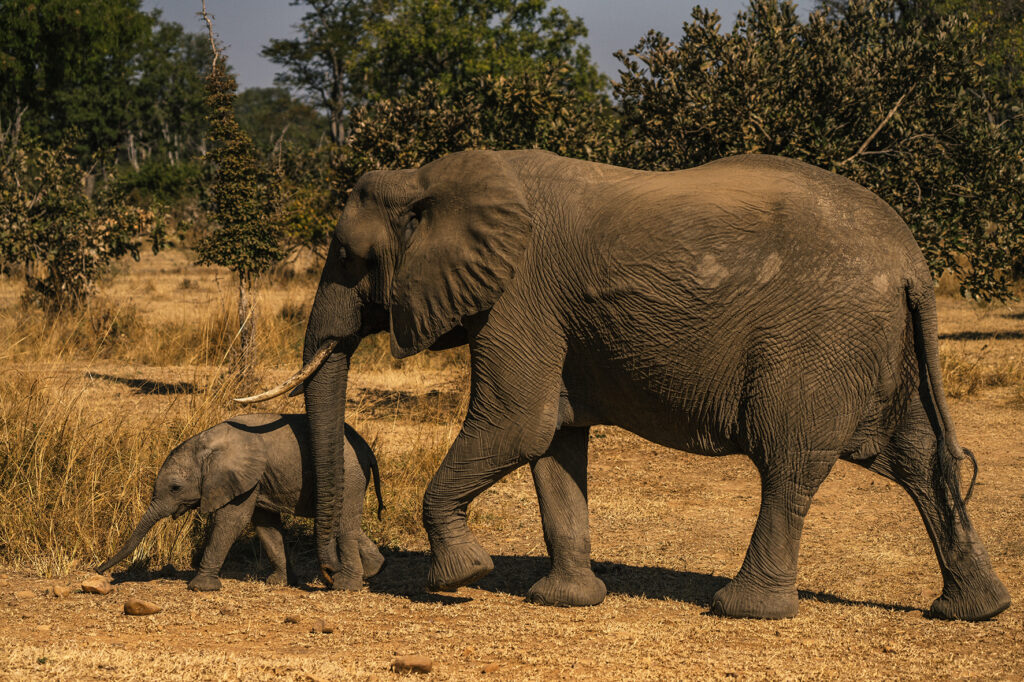elephant mother and cub