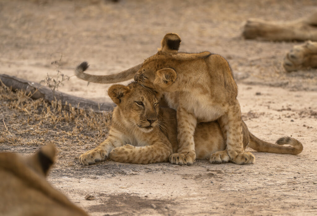 lion cubs playing 