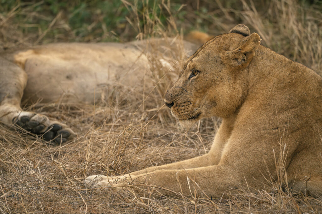 lioness 