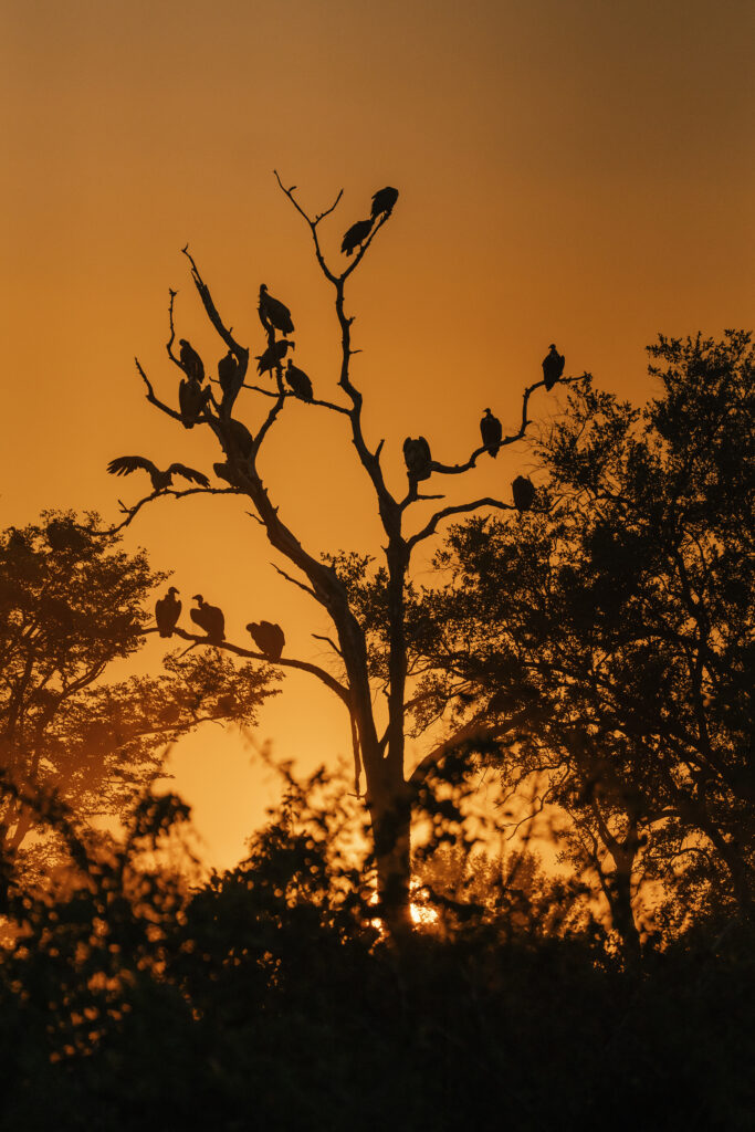 sunset in south luangwa 