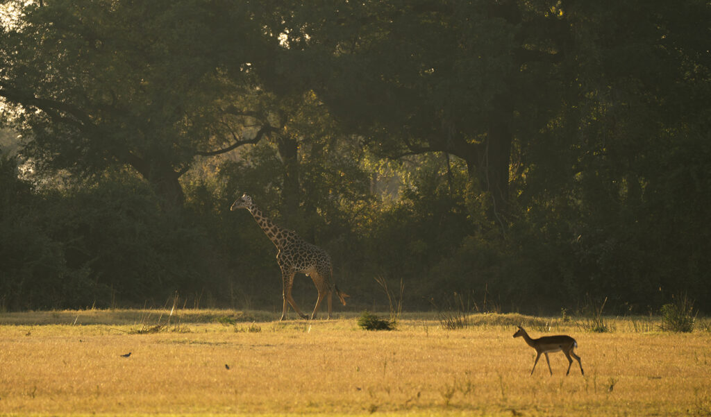 south luangwa in the morning 