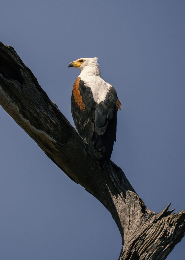 african fish eagle in south luangwa 