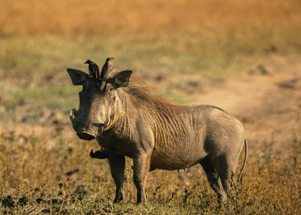 warthog and oxpeckers 