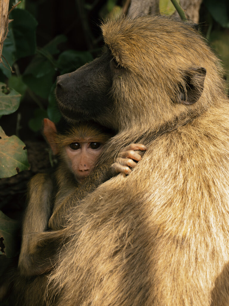 mother and baby monkeys 
