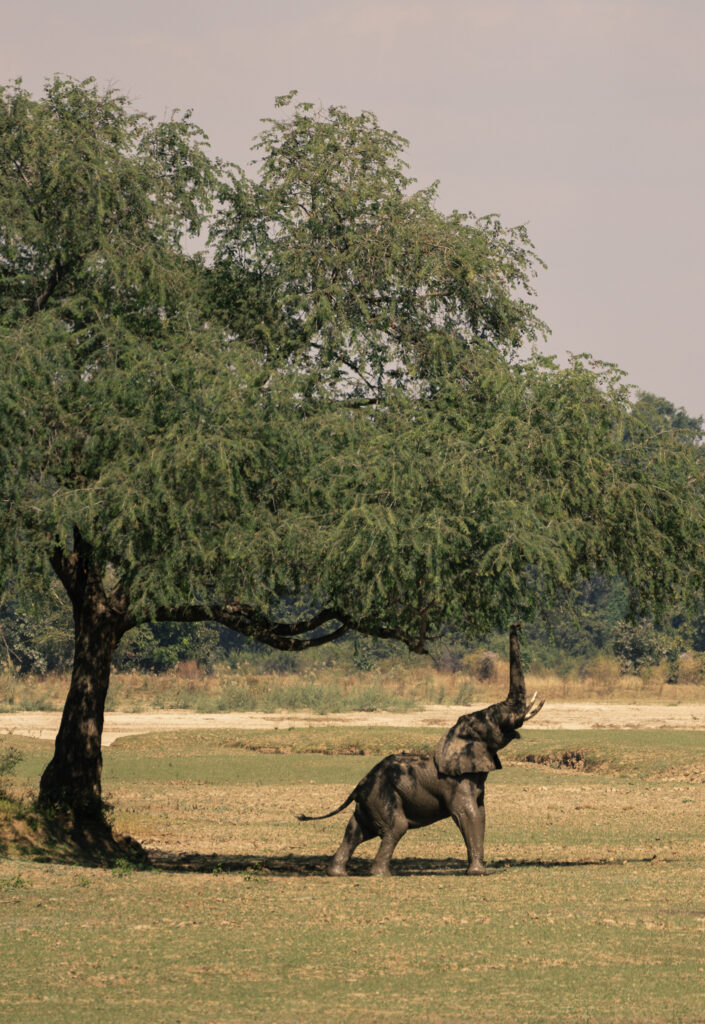 elephant reaching for tree