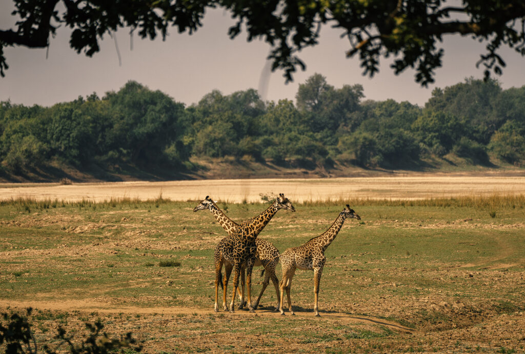 giraffes in south luangwa 