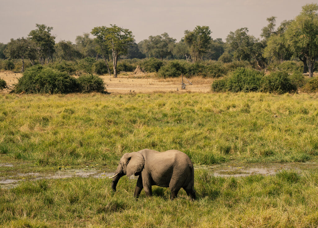 elephant in south luangwa 