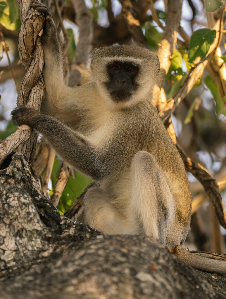 a portrait of a vervet monkey 