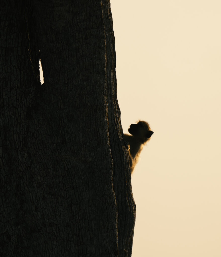 baboon portrait 