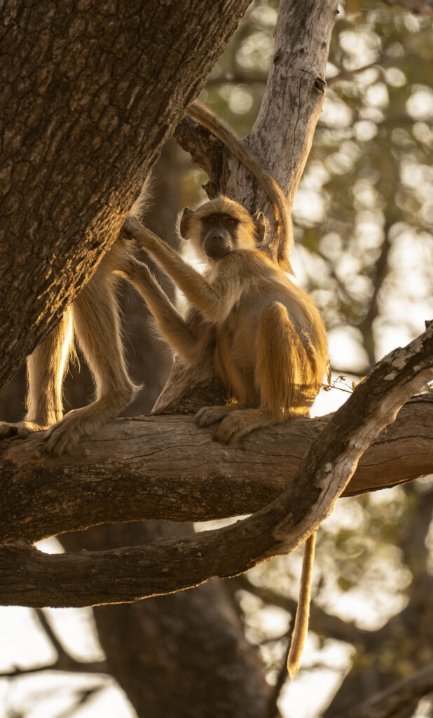 portrait of a baboon 
