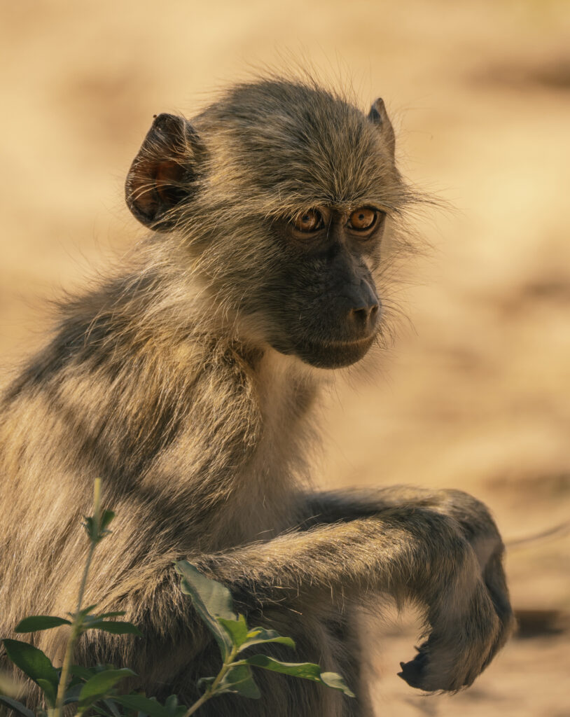 baby baboon portrait