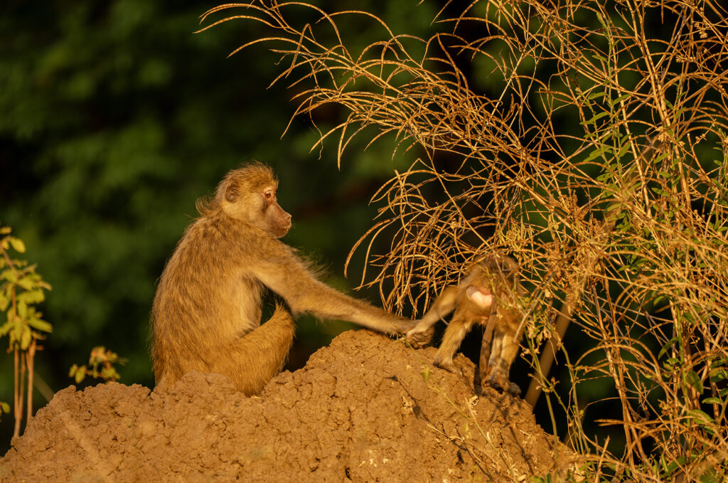 baboon mother and child 