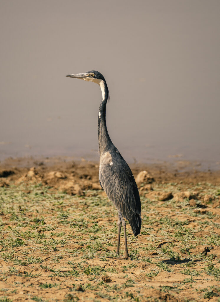 grey heron