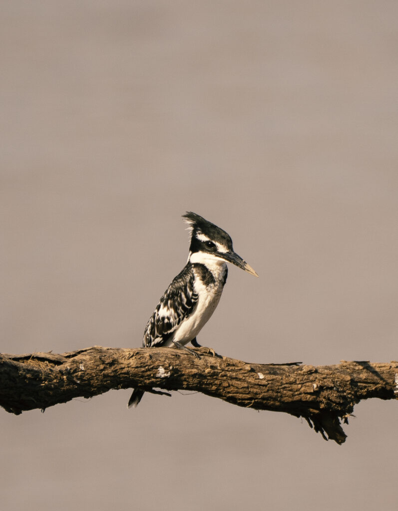pied king fisher