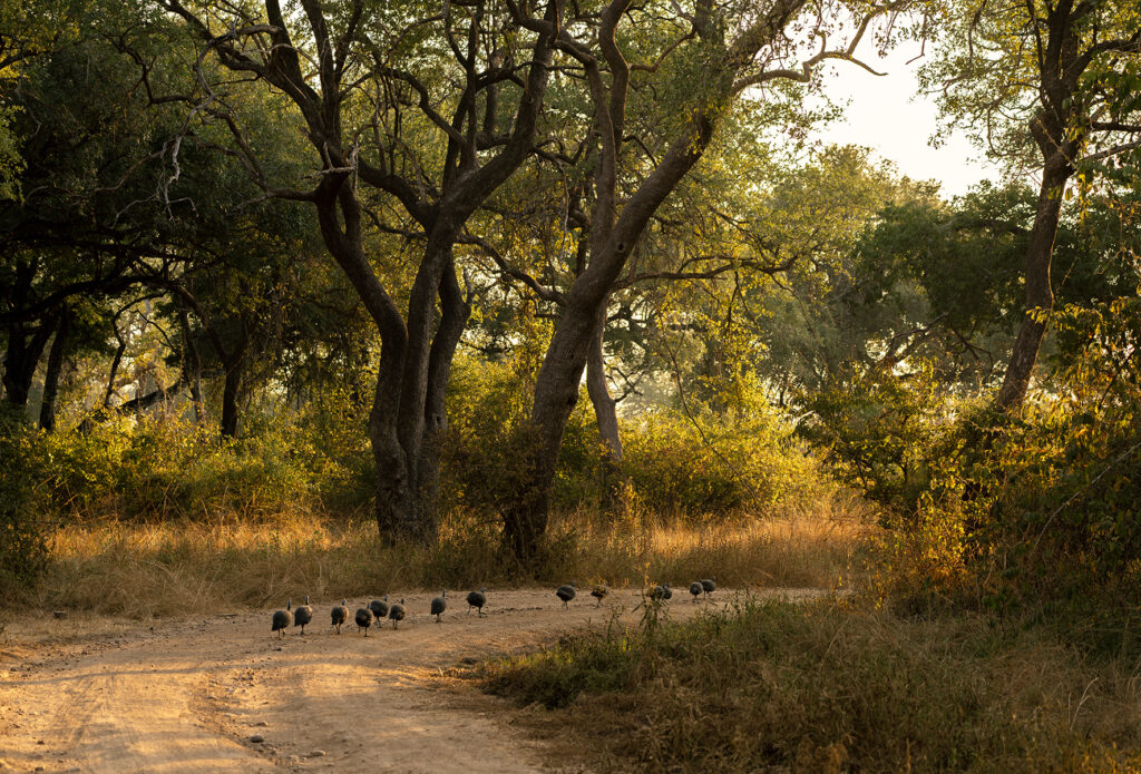 guinea fowls in south luangwa 