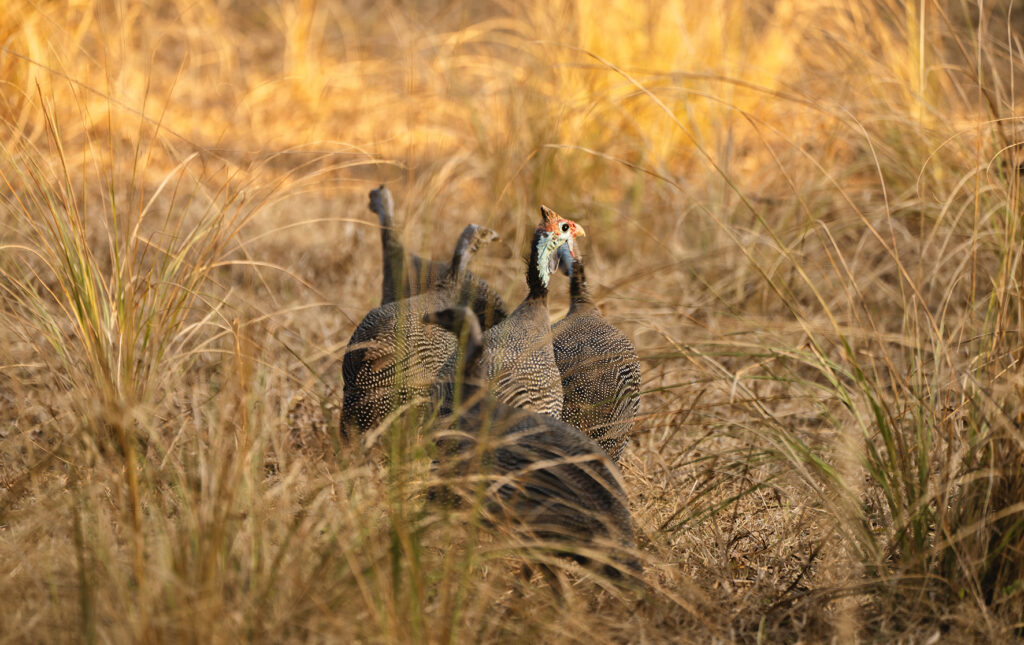 guinea fowls portrait 