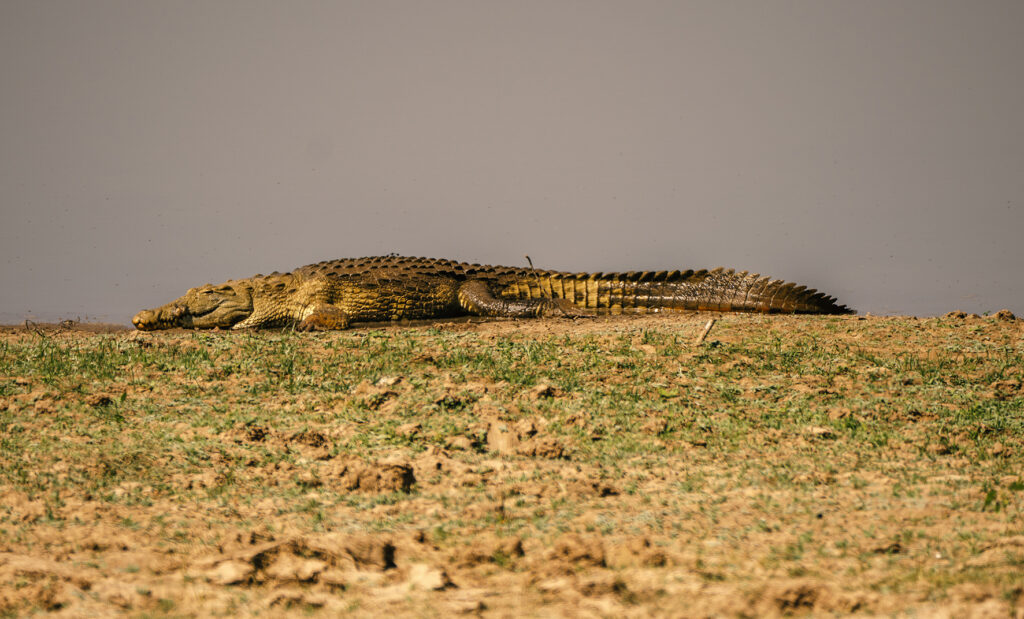 crocodile 