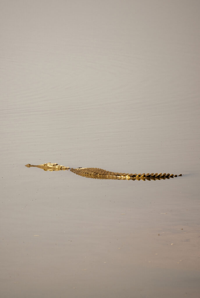 crocodile minimalism 