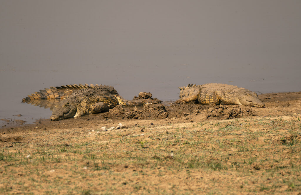 crocodiles in luangwa river 