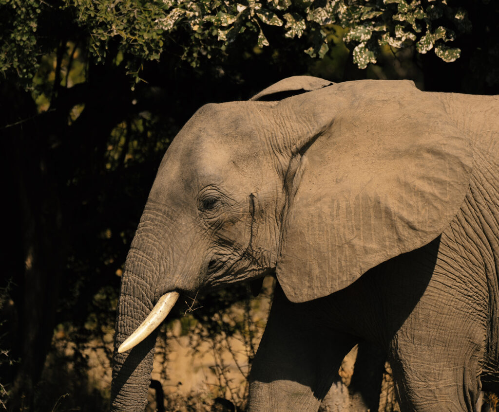 elephant portrait 