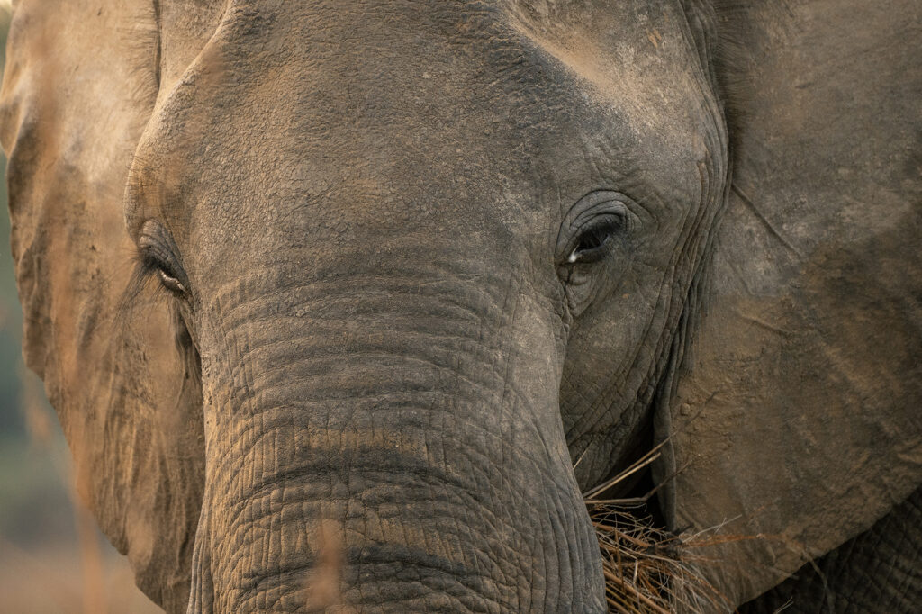 elephant portrait 
