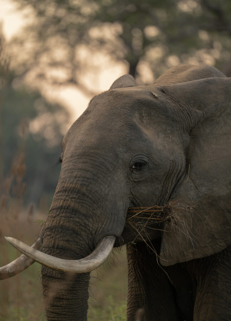 elephant portrait 