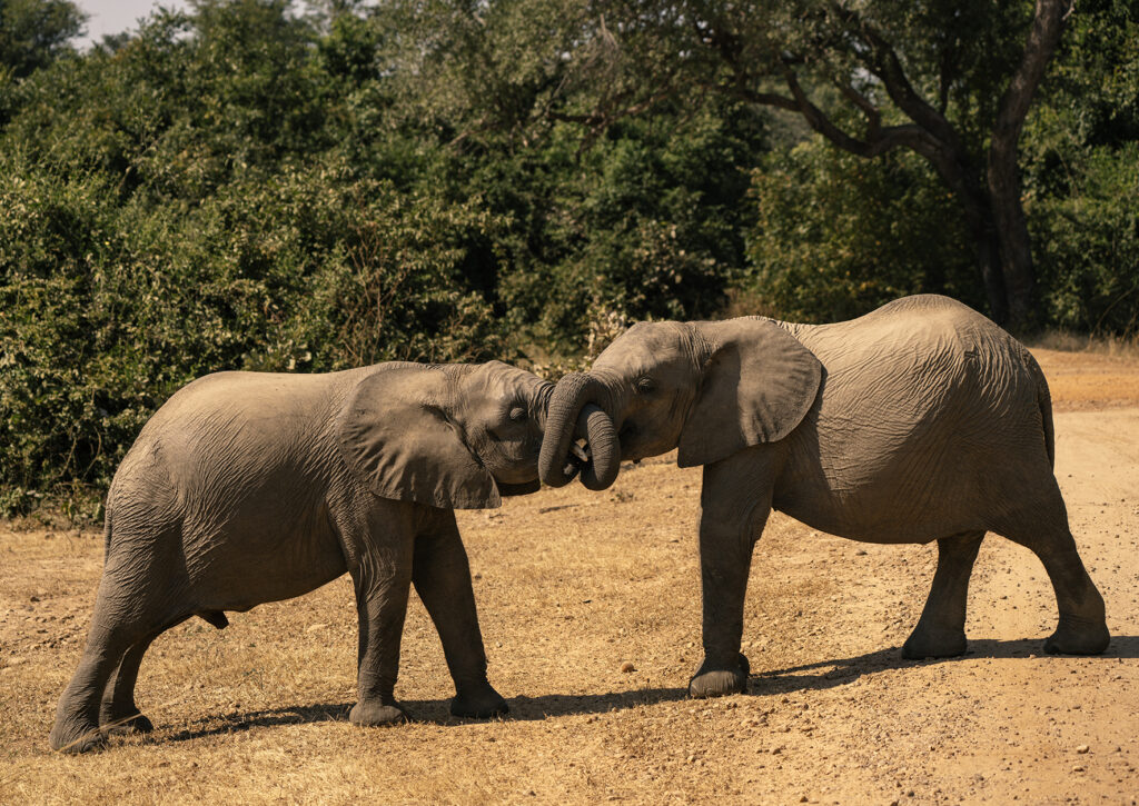 elephant cubs playing 