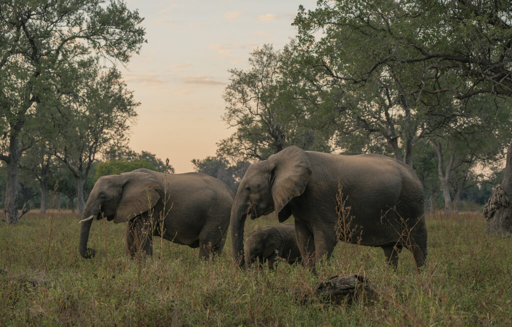 blogelephants copy