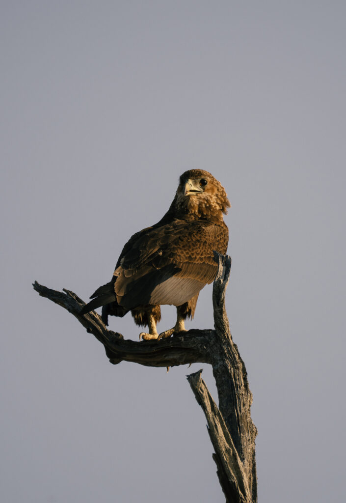 western banded snake eagle spotted in south luangwa 