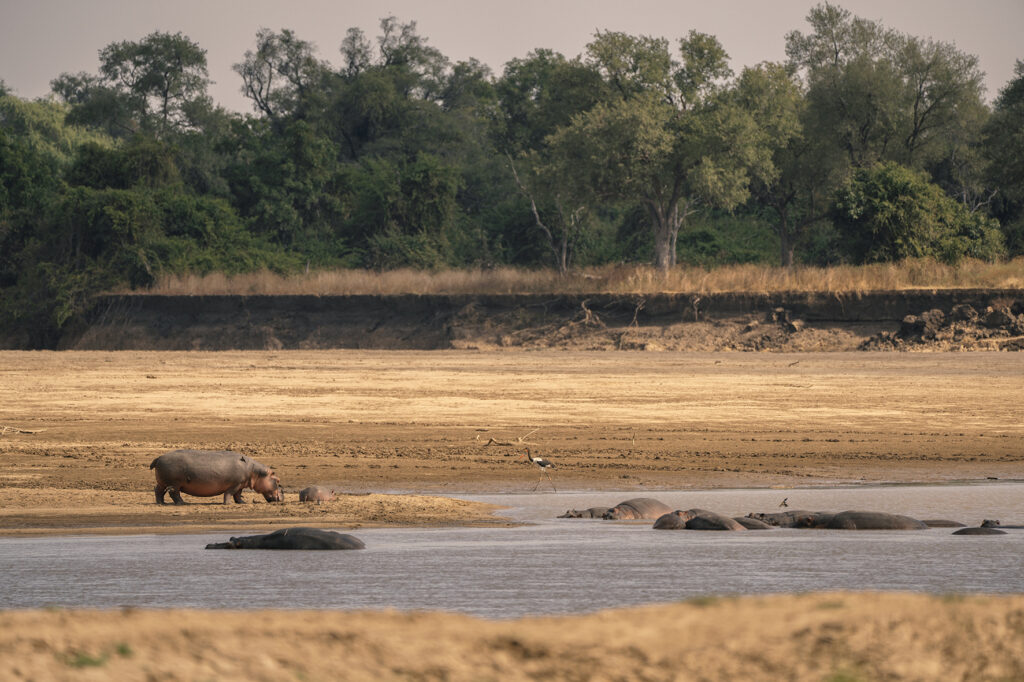 luangwa river and hippos 