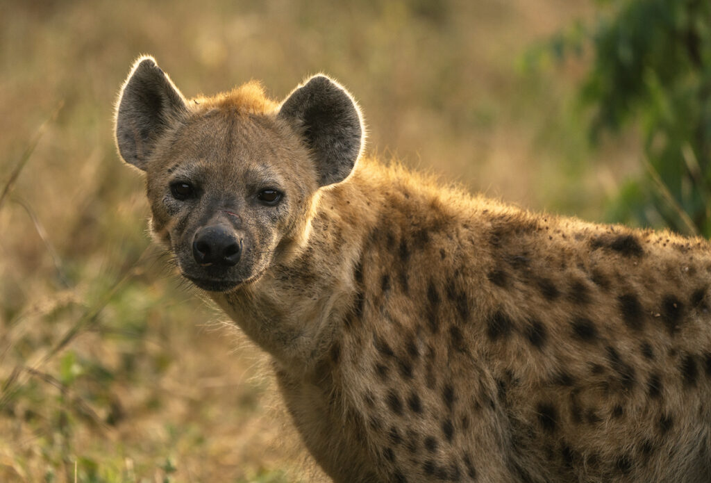 hyena portrait