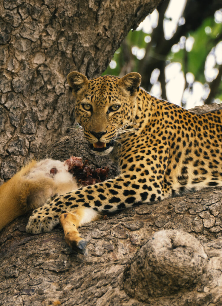leopard eating impala 