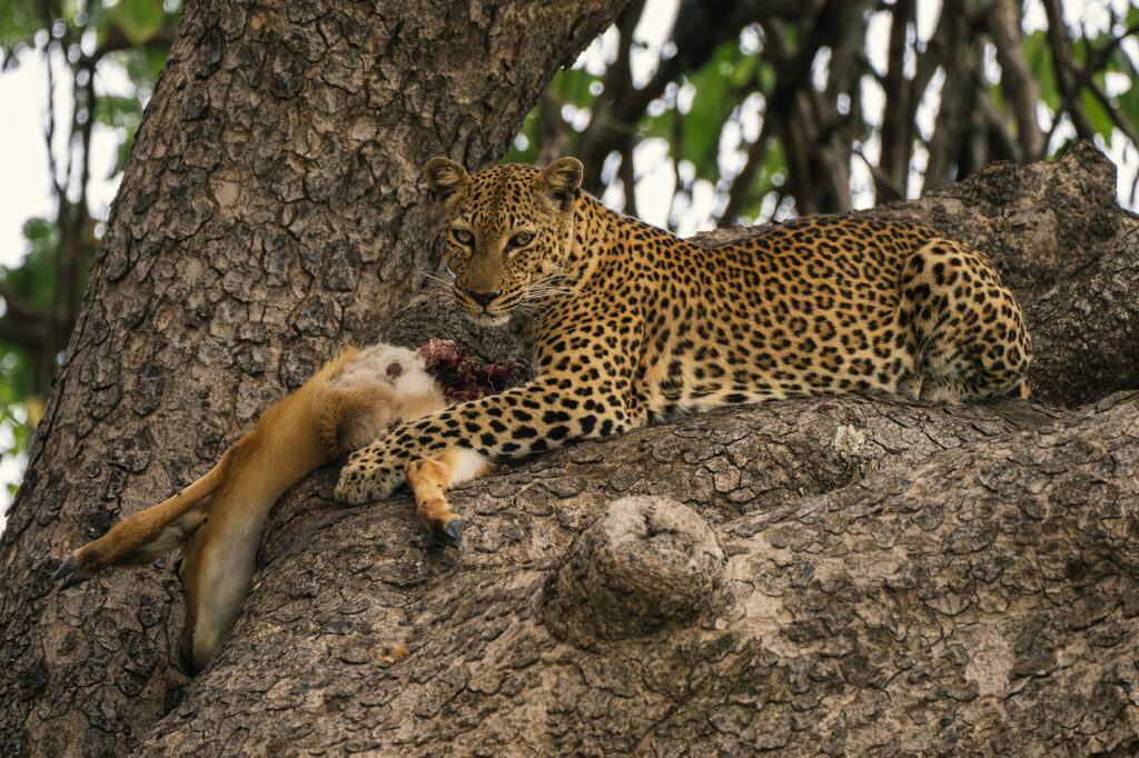 leopard eating an impala in the tree